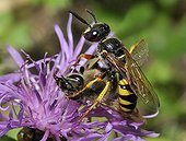 European Beewolf catching a Bee PNR Northern Vosges