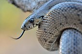 Colubrid ; Ladder Snake (Rhinechis scalaris), darting its tongue, occurrence on the Iberian Peninsula.