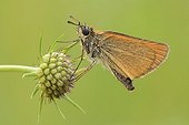 European Skipper Small Scabious ; Essex Skipper or European Skipper (Thymelicus lineola), perched on the seed head of a Pincushion Flower (Scabiosa columbaria).