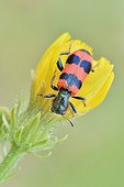 Bee beetle ; Bee Beetle (Trichodes apiarius), perched on a yellow flower.