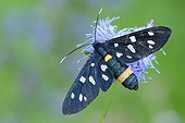 Nine-spotted moth ; Nine-spotted moth (Amata phegea), perched on a flower.