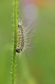 Caterpillar on a stem of poppy Lorraine France