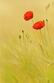 Poppy flowers in cereal field France