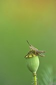Common green grasshopper on a poppy capsule Lorraine