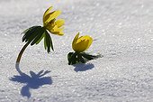 Winter Aconite flowers in the snow PNR Northern Vosges