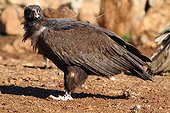 Monk vulture in a mass grave in Catalonia Spain