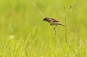 House sparrow on a twig Serbia