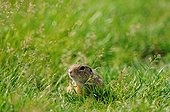 European ground squirrel in grass Serbia