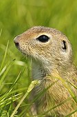 Portrait of an European ground squirrel Serbia