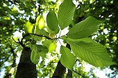 Cherry leaves Serbia