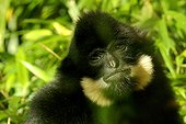 Portrait of Red-cheeked Gibbon male 