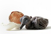 Goura Sclater newborn and egg on white background