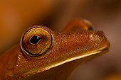 Portrait Gladiator tree frog bordering forest French Guiana 