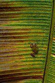 Red Snouted Treefrog on a leaf French Guiana
