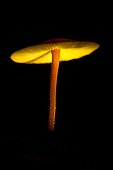 Gilled Mushroom along forest French Guiana