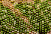 Close-up of Many-colored bush Anole French Guiana