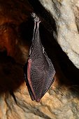 Lesser horseshoe bat hibernating in a cave France