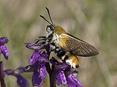Narrow-bordered Bee Hawk-moth on Green-Winged Orchid flower ; Sphinx showing newly hatched scales ranging from the first flights leaving transparent wings
