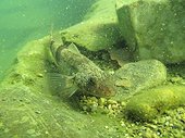 Rhone streber on the bottom of a river Ardèche France 