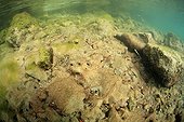 Bacterial film on the bottom of Lake Annecy France Alps