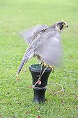 Peregrine falcon female tied to a post France