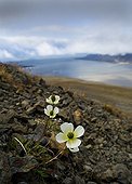 Poppy flowers (Papaver dahlianum) in a scree, Spitsbergen