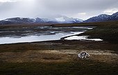 Arctic Fox in Spitsbergen tundra 