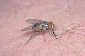 Stable-fly biting an human leg Spain