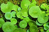 Wall Pennywort Plants Spain
