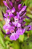 Western Marsh Orchid flowers Pyrenees France