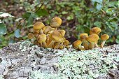 Honey fungus clump on Tree trunk Spain
