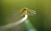 Dragonfly on a stem Camargue France 