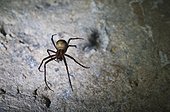 Cave spider Caves of fairies Rancogne France