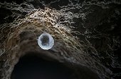 Cave spider cocoon Caves of fairies Rancogne France