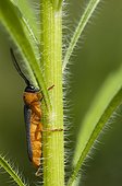 Longicorn beetle on a stem Marzy France