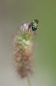 Cuckoo wasp on a Gramineae Marzy France