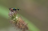 Cuckoo wasp on a Gramineae Marzy France