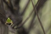 Cricket on a dead branch of broom France