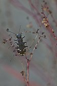 Northern dune tiger beetle on a stem Marzy France