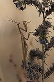 Brown mantis in intimidation position Marzy France