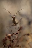 Brown mantis looking for preys Marzy France