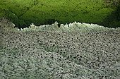 Green algae on the cliffs of Etretat at low tide