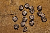 Mediterranean horseshoe bat in Cave of Foissac