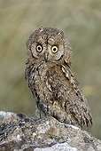 Eurasian scops owl on a rock France 