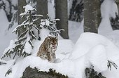 Euraian Lynx grooming in the snow