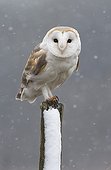Barn Owl perched on a post in a snow storm Winter GB