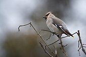 Bohemian waxwing on a branch Vosges France