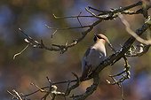 Bohemian waxwing on a branch Vosges France