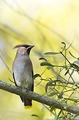 Bohemian waxwing on a branch Vosges France