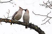 Bohemian waxwings displaying on a branch Vosges France